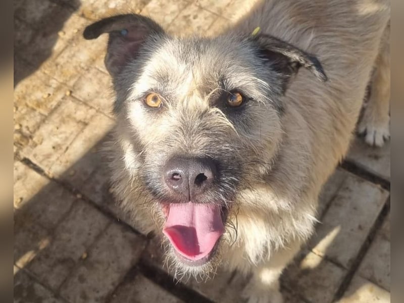 ♥SUMMER♥ unfassbar zutrauliche, anhängliche Hündin mit ihrem einzigartigen Aussehen 57 cm