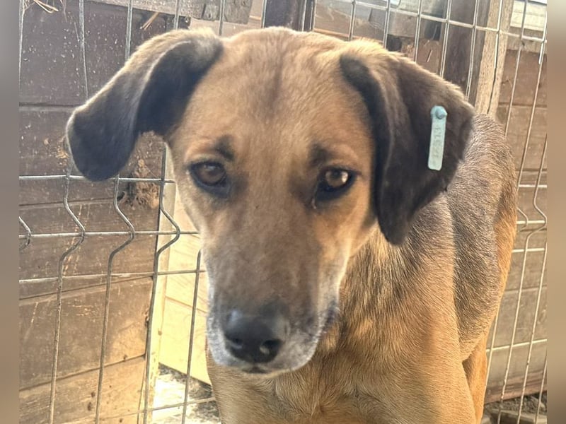 ♥NILA♥ wunderschöne Hündin, die fast ihr ganzes Leben im überfüllten Tierheim verbracht hat 57 cm ♥NILA♥ wunderschöne Hündin, die fast ihr ganzes Leben im überfüllten Tierheim verbracht hat 57 cm