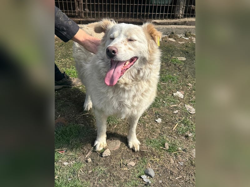 ♥ANJA♥ wunderschöne, sehr aufgeschlossene und abenteuerlustige Hündin 56 cm ♥ANJA♥ wunderschöne, sehr aufgeschlossene und abenteuerlustige Hündin 56 cm