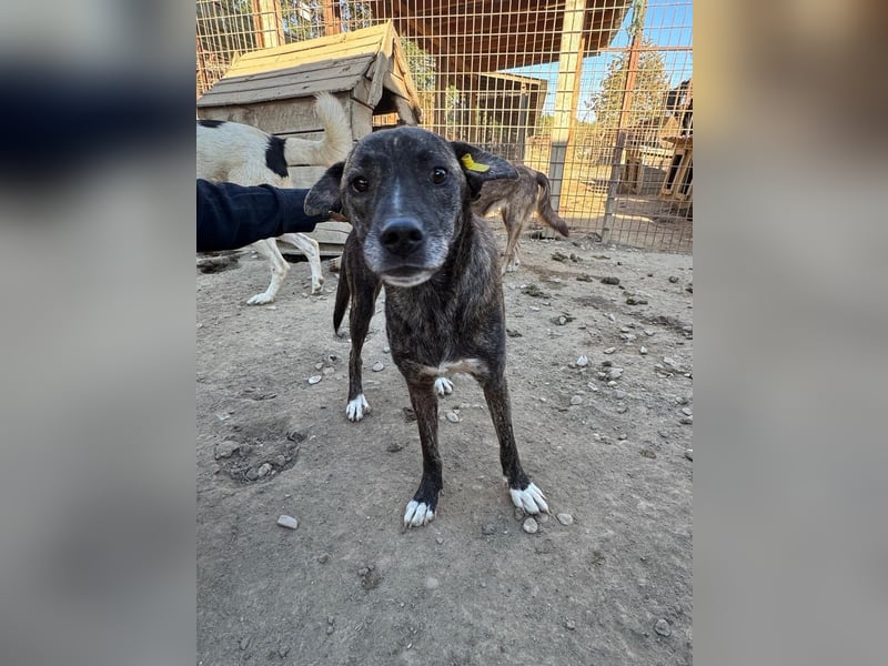 ♥NAIROBI♥ wunderschöne gestromte, verschmuste Hündin - ein Sonnenschein auf 4 Pfoten 51 cm