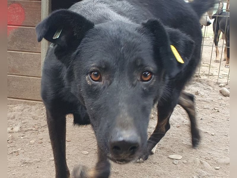 ♥POCAHONTAS♥ wunderschöne, sehr menschenbezogene, aufgeweckte Hündin voller Lebensfreude 58 cm