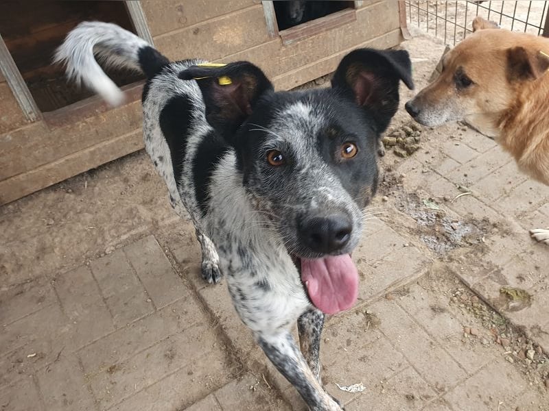 ♥MEGGI♥ zauberhafte, fröhliche, wunderschöne Hündin mit besonderem pointerfarbenen Fell 54 cm ♥MEGGI♥ zauberhafte, fröhliche, wunderschöne Hündin mit besonderem pointerfarbenen Fell 54 cm