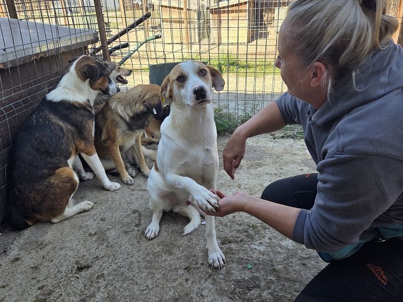 ♥MARIAN♥ hübscher, sehr menschenbezogener Rüde, der sicher ein toller Begleiter wird 55 cm
