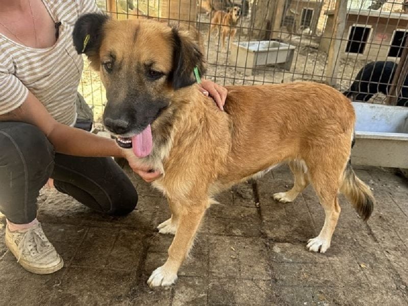 ♥TANJA♥ ganz liebe, aufgeschlossene Hündin mit fuchsrotem Fell 54 cm ♥TANJA♥ ganz liebe, aufgeschlossene Hündin mit fuchsrotem Fell 54 cm