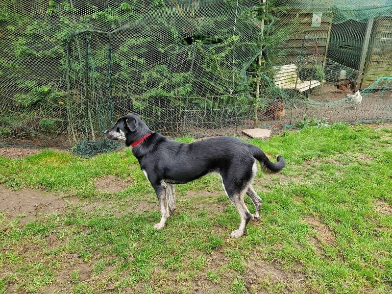 ♥INKY♥ auf Pflegestelle bei Köln - verspielte, fröhliche, ganz liebe Junghündin 58 cm