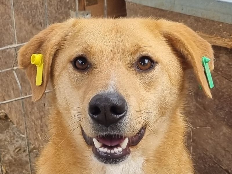 ♥LUCIA♥ süße, zarte Hündin, die vom Tierheimleben eingeschüchtert ist 54 cm