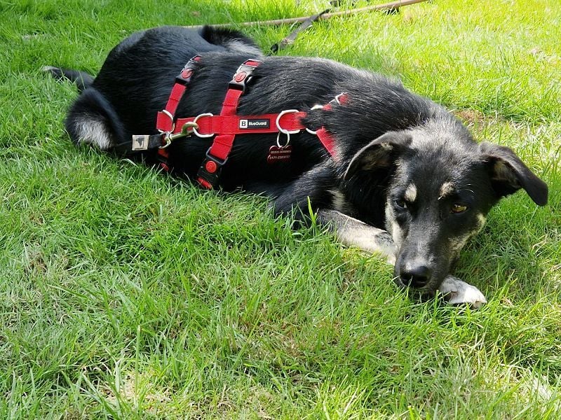 ♥INKY♥ auf Pflegestelle bei Köln - verspielte, fröhliche, ganz liebe Junghündin 58 cm ♥INKY♥ auf Pflegestelle bei Köln - verspielte, fröhliche, ganz liebe Junghündin 58 cm