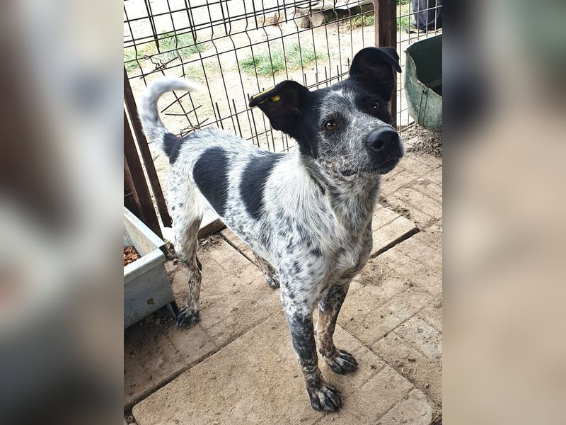 ♥MEGGI♥ zauberhafte, fröhliche, wunderschöne Hündin mit besonderem pointerfarbenen Fell 54 cm ♥MEGGI♥ zauberhafte, fröhliche, wunderschöne Hündin mit besonderem pointerfarbenen Fell 54 cm