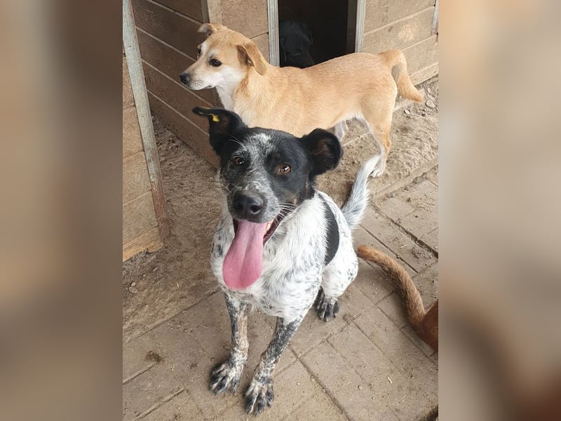 ♥MEGGI♥ zauberhafte, fröhliche, wunderschöne Hündin mit besonderem pointerfarbenen Fell 54 cm ♥MEGGI♥ zauberhafte, fröhliche, wunderschöne Hündin mit besonderem pointerfarbenen Fell 54 cm