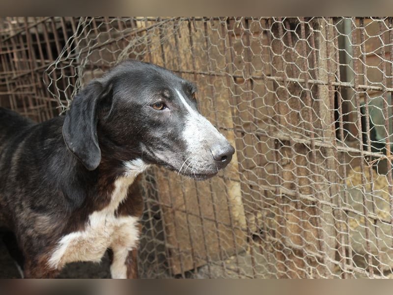 ♥ROJO♥ wunderschöner, verspielter, gestiefelter Rüde, der sich nach menschlicher Nähe sehnt 59cm