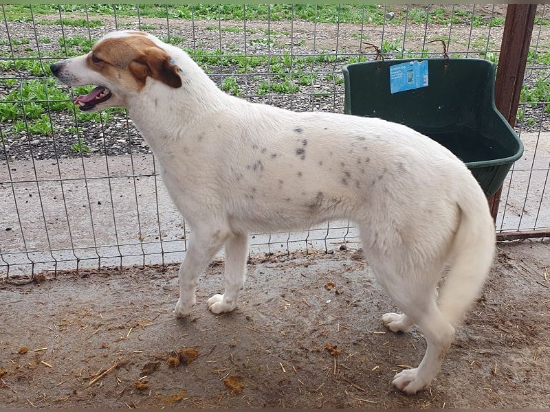 ♥BRAJA♥ wundervolle, verschmuste und aufgeschlossene Hündin, die begeistert 54 cm