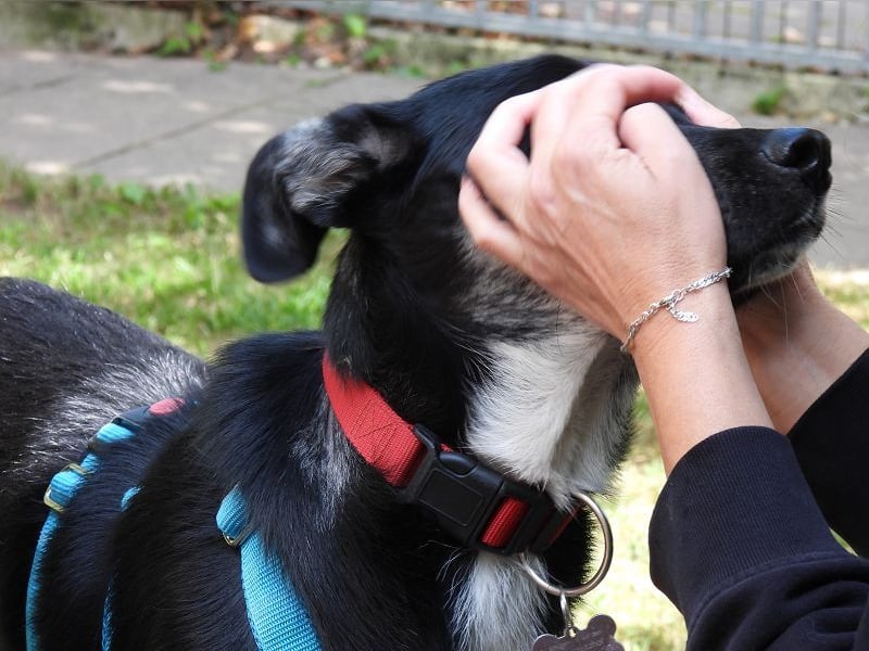 ♥INKY♥ auf Pflegestelle bei Köln - verspielte, fröhliche, ganz liebe Junghündin 58 cm