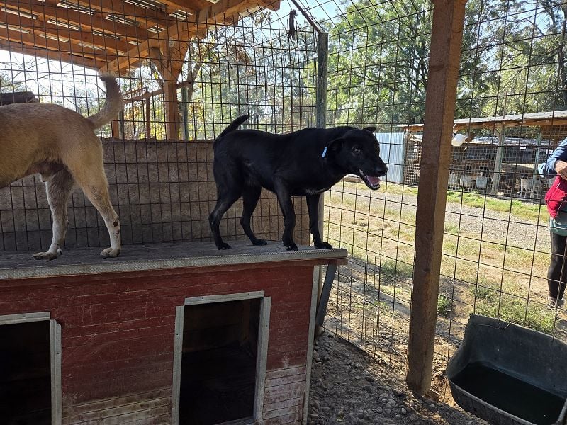 ♥DORINA♥ unglaubliche liebevolle, verschmuste Hündin, die die menschliche Nähe so vermisst 53 cm