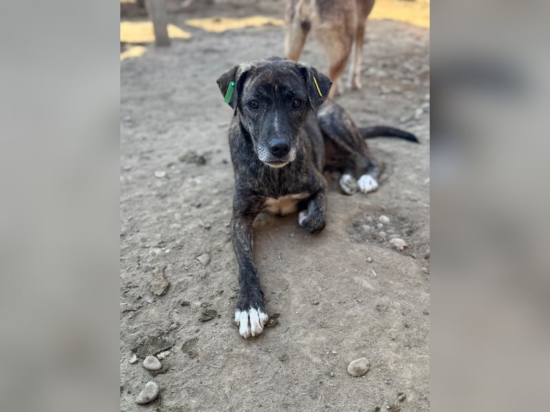 ♥NAIROBI♥ wunderschöne gestromte, verschmuste Hündin - ein Sonnenschein auf 4 Pfoten 51 cm