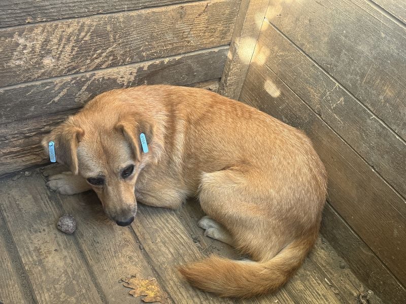 ♥FLEUR♥ süße Hündin. Es bricht einem das Herz zu sehen, wie sehr sie sich nach Zuneigung sehnt 51 cm