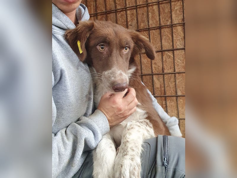 ♥LYRA♥ wunderschöne, ganz liebe, sensible Seele 54 cm