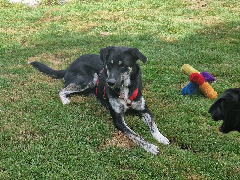 ♥INKY♥ auf Pflegestelle bei Köln - verspielte, fröhliche, ganz liebe Junghündin 58 cm