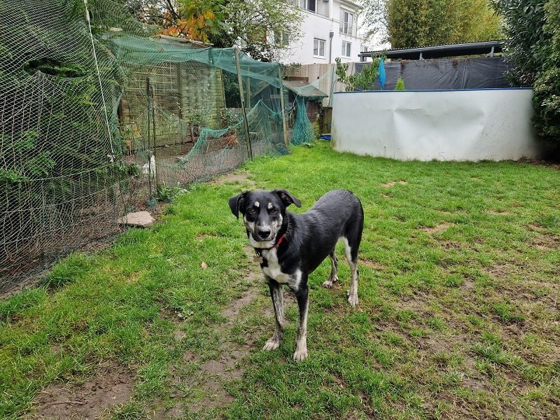 ♥INKY♥ auf Pflegestelle bei Köln - verspielte, fröhliche, ganz liebe Junghündin 58 cm