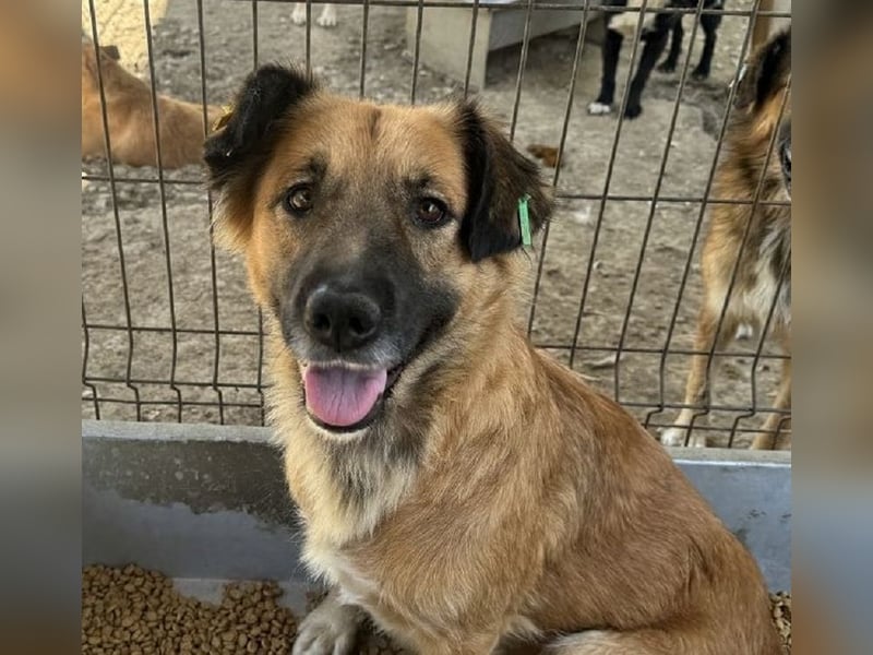 ♥TANJA♥ ganz liebe, aufgeschlossene Hündin mit fuchsrotem Fell 54 cm