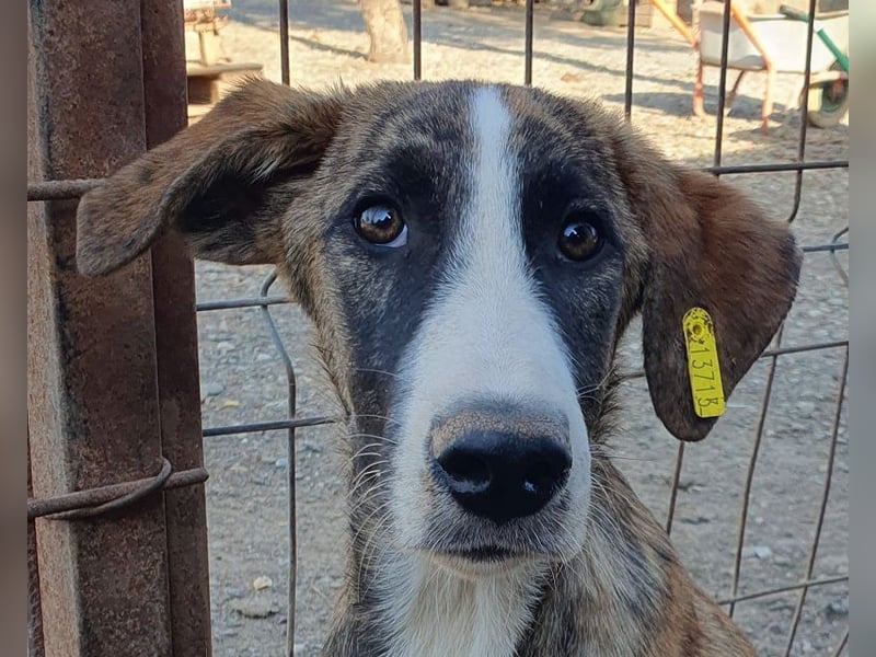 ♥BALU♥ neu auf Pflegest bei Köln-wundervoller Junior, dessen Schicksal ans Herz geht 51cm (wachsend)