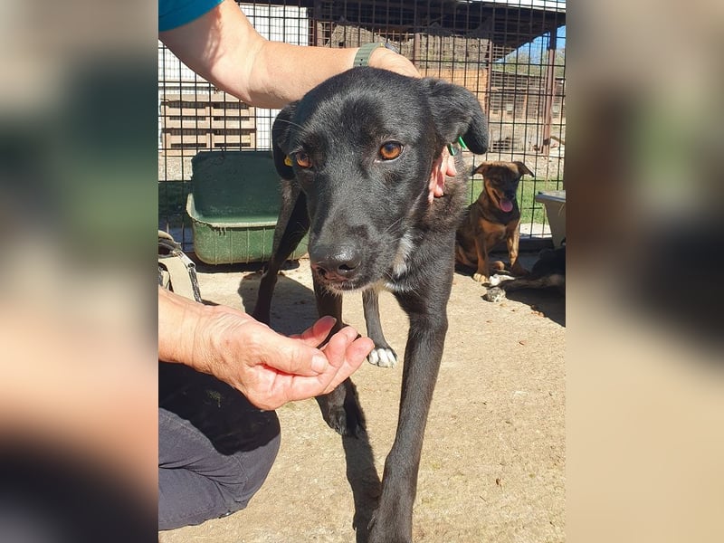 ♥LUCIANA♥ elegante, verschmuste treue Seele 54 cm