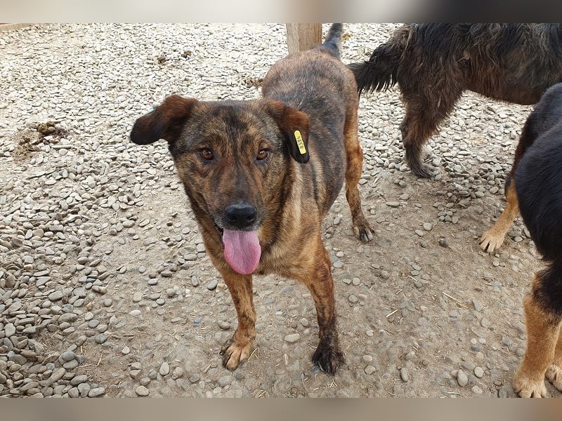 ♥SAVI♥ verschmuste, sehr menschenbezogene Hündin mit der besonderen Fellzeichnung 60 cm