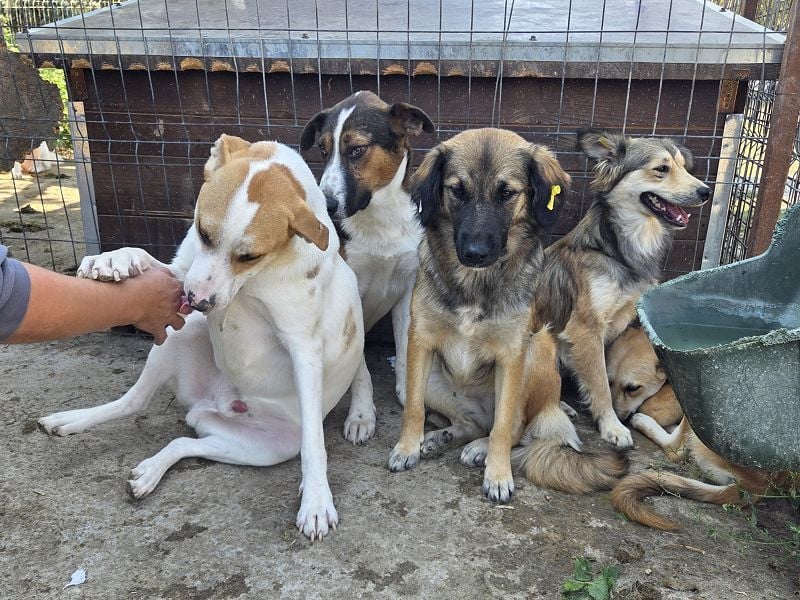 ♥MARIAN♥ hübscher, sehr menschenbezogener Rüde, der sicher ein toller Begleiter wird 55 cm