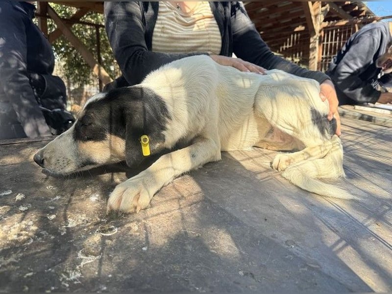 ♥LAILA♥ anfangs noch schüchterne, sehr hübsche Tricolor-Hündin mit feinen Dalmatinerflecken 51 cm