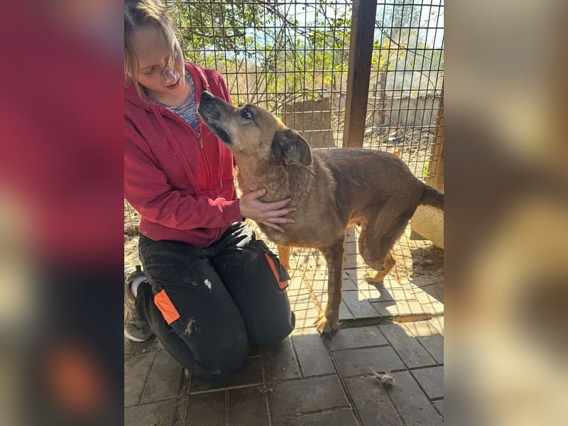 NOTFALL ♥LITCHIE♥ süße, verschmuste, tolle Seniorhündin, für die wir einen Gnadenplatz suchen 56 cm