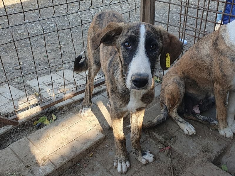 ♥BALU♥ neu auf Pflegest bei Köln-wundervoller Junior, dessen Schicksal ans Herz geht 51cm (wachsend)