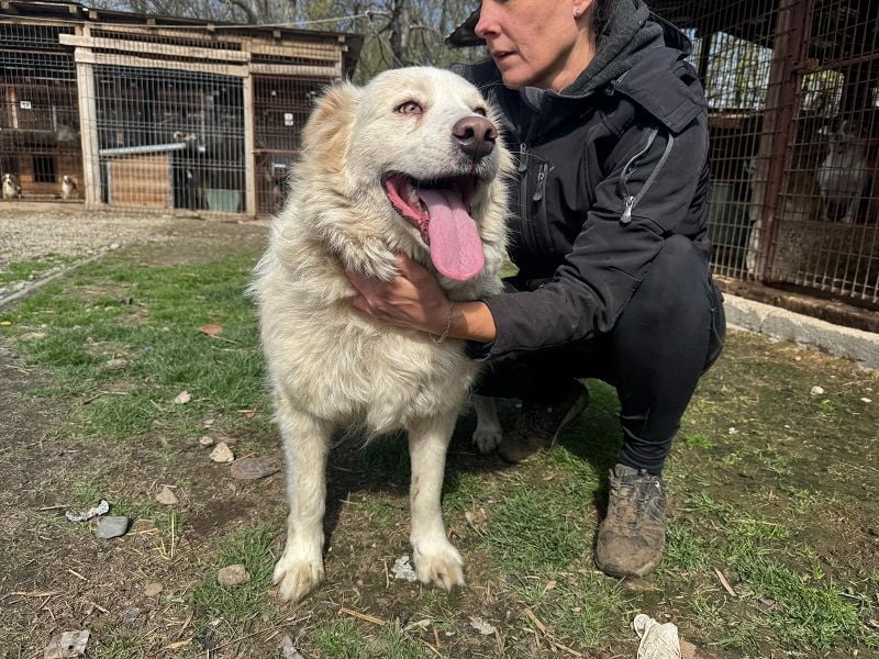 ♥ANJA♥ wunderschöne, sehr aufgeschlossene und abenteuerlustige Hündin 56 cm ♥ANJA♥ wunderschöne, sehr aufgeschlossene und abenteuerlustige Hündin 56 cm