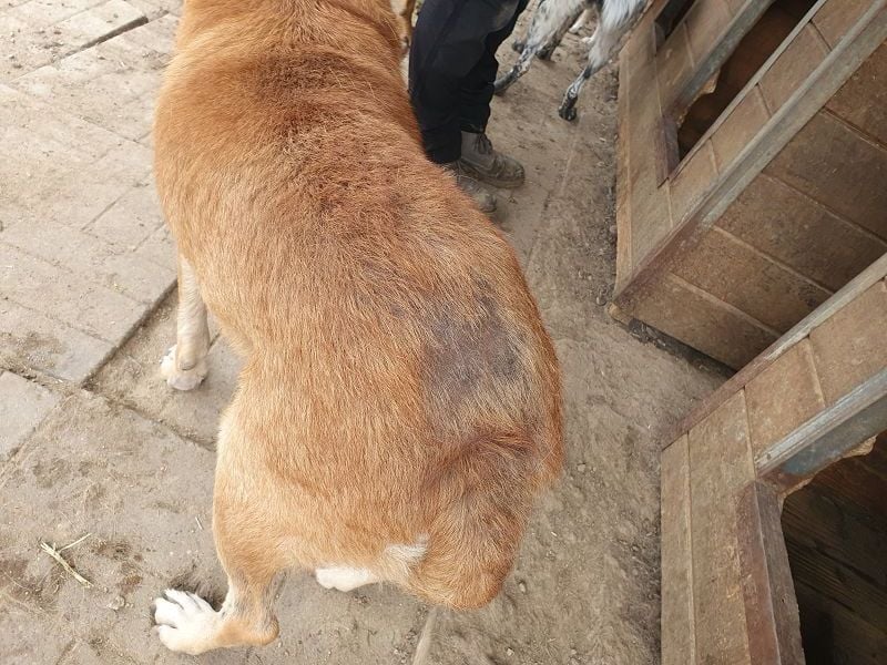 ♥COUGAR♥ ganz sanfter, bescheidener lieber Senior, der noch so viel Liebe zu verschenken hat 51 cm ♥COUGAR♥ ganz sanfter, bescheidener lieber Senior, der noch so viel Liebe zu verschenken hat 51 cm