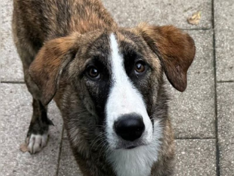 ♥BALU♥ neu auf Pflegestelle bei Köln-wundervoller, verschmuster Junior zum Verlieben 51cm (wachsend) ♥BALU♥ neu auf Pflegestelle bei Köln-wundervoller, verschmuster Junior zum Verlieben 51cm (wachsend)