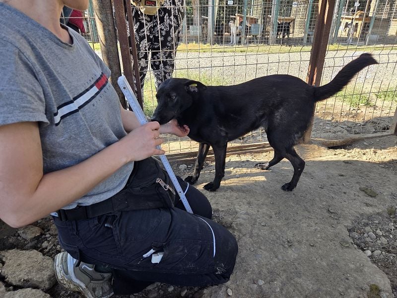 ♥DORINA♥ unglaubliche liebevolle, verschmuste Hündin, die die menschliche Nähe so vermisst 53 cm