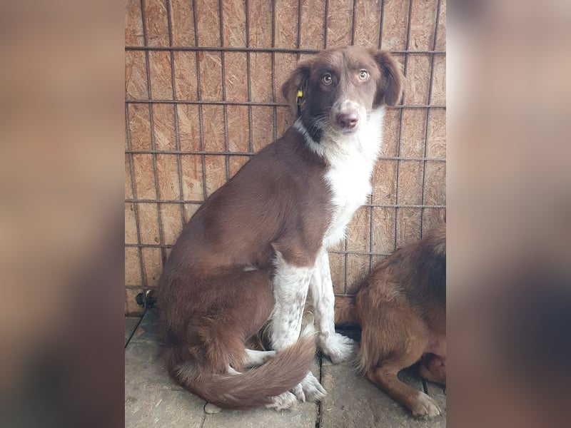 ♥LYRA♥ wunderschöne, ganz liebe, sensible Seele 54 cm