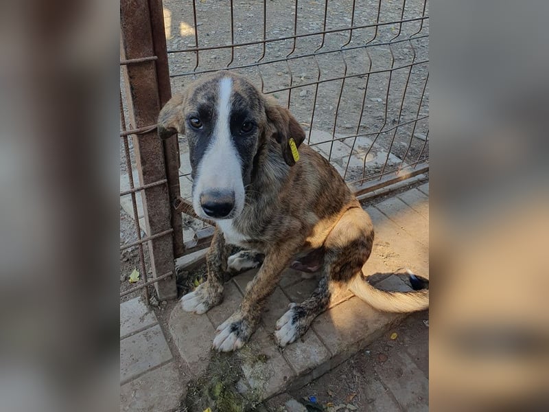 ♥BALU♥ neu auf Pflegest bei Köln-wundervoller Junior, dessen Schicksal ans Herz geht 51cm (wachsend)