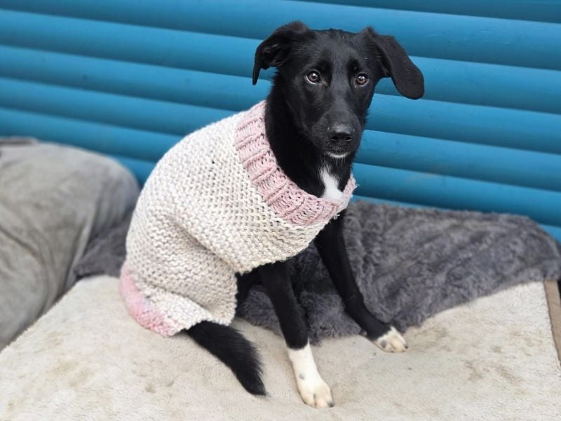 ♥ROSA♥ neu auf Pflegestelle bei Köln - zuckersüßes, aufgeschlossenes, liebes Hundemädchen 55 cm