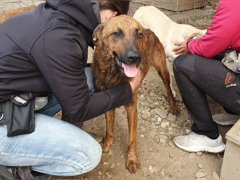 ♥AURELIAN♥ wunderschöner, sehr menschenbezogener, lebensfroher, sportlicher Rüde 56 cm