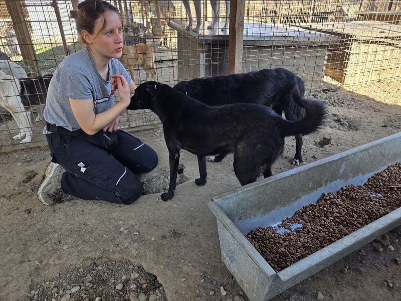 ♥DORINA♥ unglaubliche liebevolle, verschmuste Hündin, die die menschliche Nähe so vermisst 53 cm