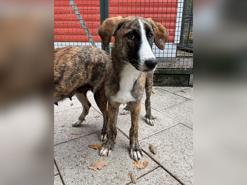 ♥BALU♥ neu auf Pflegestelle bei Köln-wundervoller, verschmuster Junior zum Verlieben 51cm (wachsend) ♥BALU♥ neu auf Pflegestelle bei Köln-wundervoller, verschmuster Junior zum Verlieben 51cm (wachsend)