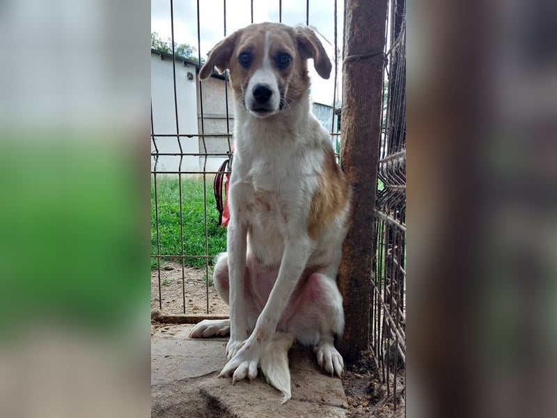 ♥KIMBY♥ bildschöne, anfangs noch schüchterne Hündin, die schnell Vertrauen fassen wird 51 cm