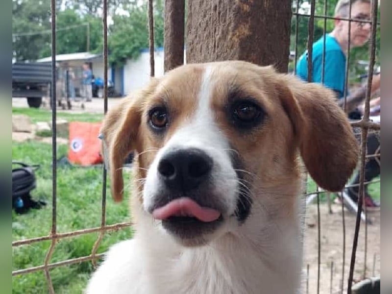 ♥KIMBY♥ bildschöne, anfangs noch schüchterne Hündin, die schnell Vertrauen fassen wird 51 cm