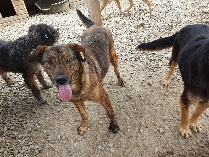 ♥SAVI♥ verschmuste, sehr menschenbezogene Hündin mit der besonderen Fellzeichnung 60 cm