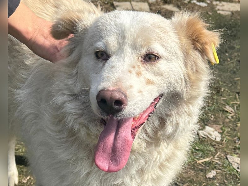 ♥ANJA♥ wunderschöne, sehr aufgeschlossene und abenteuerlustige Hündin 56 cm ♥ANJA♥ wunderschöne, sehr aufgeschlossene und abenteuerlustige Hündin 56 cm