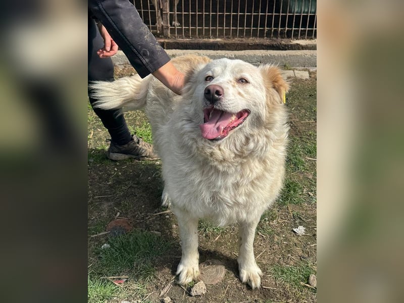 ♥ANJA♥ wunderschöne, sehr aufgeschlossene und abenteuerlustige Hündin 56 cm ♥ANJA♥ wunderschöne, sehr aufgeschlossene und abenteuerlustige Hündin 56 cm