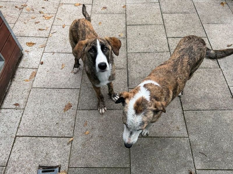 ♥BALU♥ neu auf Pflegestelle bei Köln-wundervoller, verschmuster Junior zum Verlieben 51cm (wachsend) ♥BALU♥ neu auf Pflegestelle bei Köln-wundervoller, verschmuster Junior zum Verlieben 51cm (wachsend)