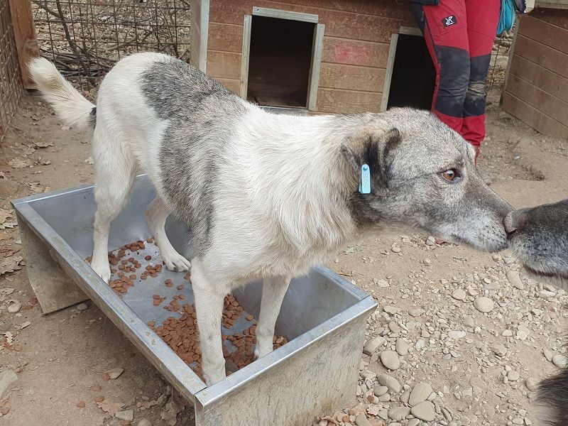 ♥JOEY♥ wunderbarer, verschmuster, ganz lieber ruhiger Rüde 56 cm ♥JOEY♥ wunderbarer, verschmuster, ganz lieber ruhiger Rüde 56 cm