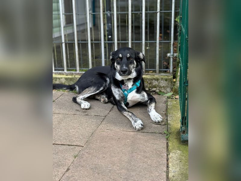 ♥INKY♥ auf Pflegestelle bei Köln - verspielte, fröhliche, ganz liebe Juniorin 58 cm