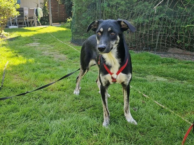 ♥INKY♥ auf Pflegestelle bei Köln - verspielte, fröhliche, ganz liebe Junghündin 58 cm ♥INKY♥ auf Pflegestelle bei Köln - verspielte, fröhliche, ganz liebe Junghündin 58 cm