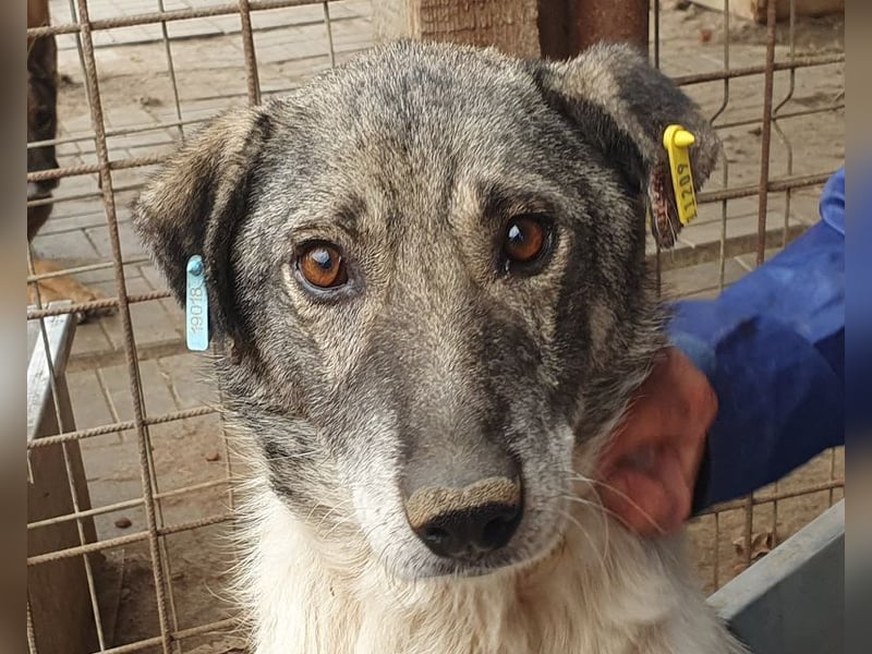 ♥JOEY♥ wunderbarer, verschmuster, ganz lieber ruhiger Rüde 56 cm ♥JOEY♥ wunderbarer, verschmuster, ganz lieber ruhiger Rüde 56 cm